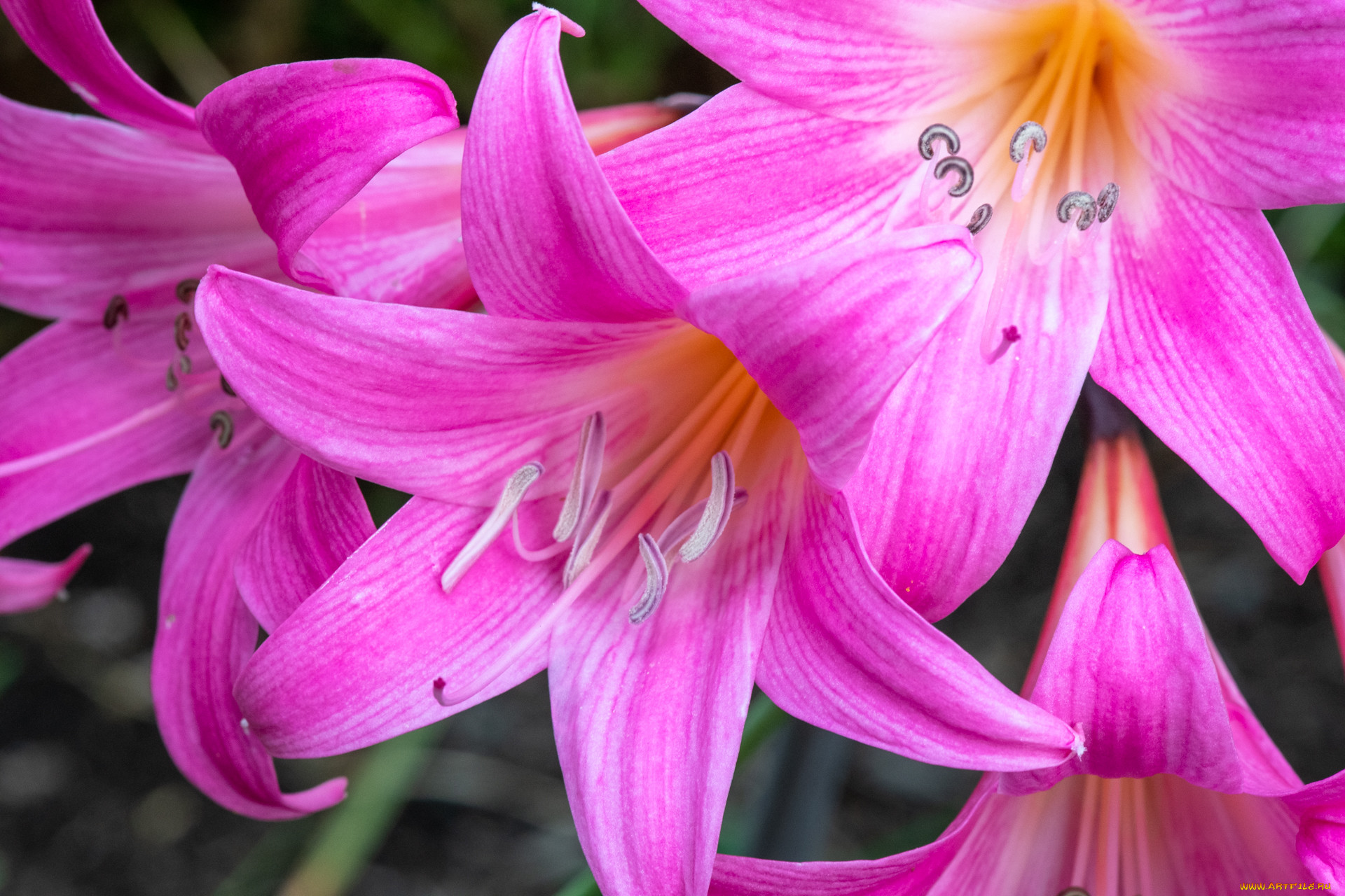 �����, �����,  ���������